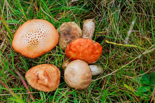 Funghi di bosco nell'erba