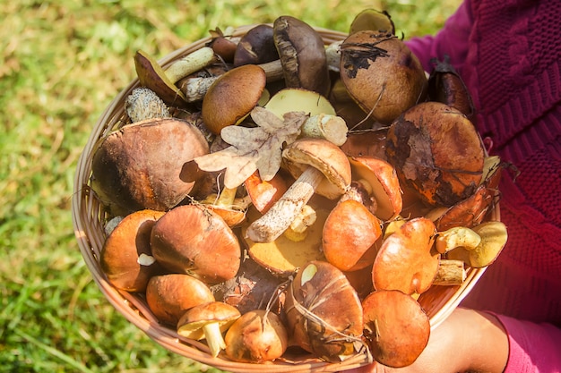 Funghi di bosco nelle mani di un bambino. Messa a fuoco selettiva