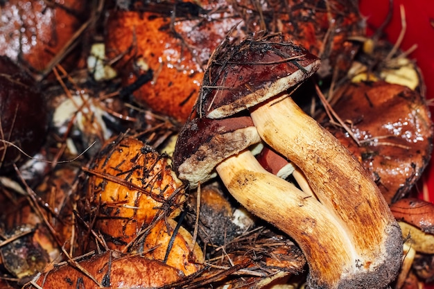 Funghi di bosco raccolti in cestino - Imleria badia, Leccinum, Suillus.