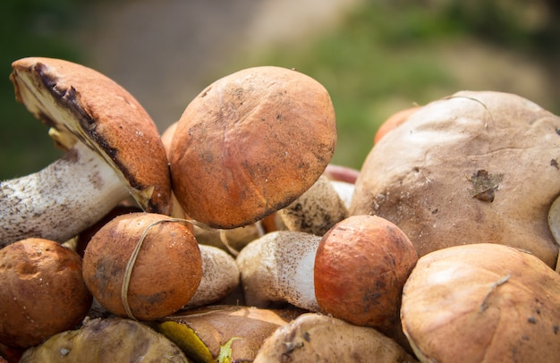 Funghi di bosco