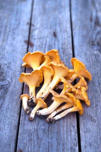 funghi di chanterelle freschi su sfondo di legno