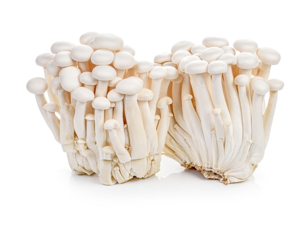 Funghi di faggio bianco o funghi Shimeji isolati su sfondo bianco