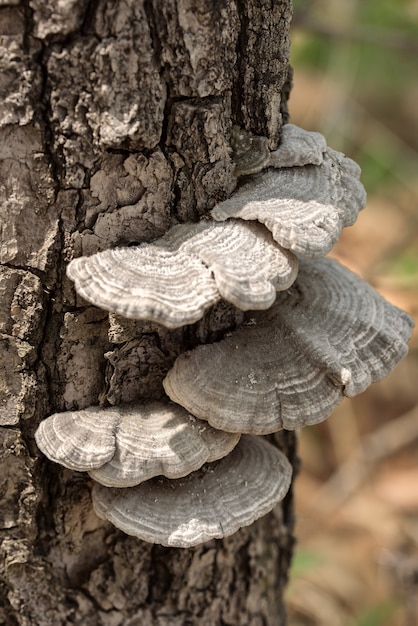 Funghi di legno nella foresta