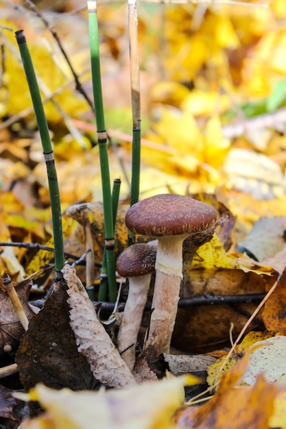 Funghi di miele d'autunno nella foresta