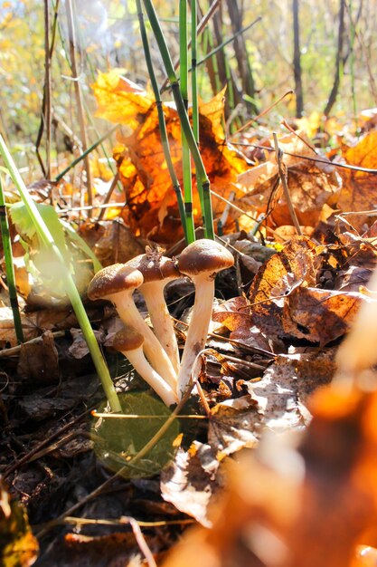 Funghi di miele d'autunno nella foresta