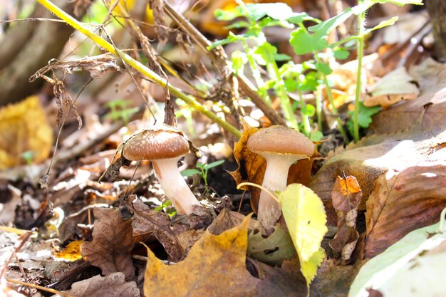 Funghi di miele d'autunno nella foresta