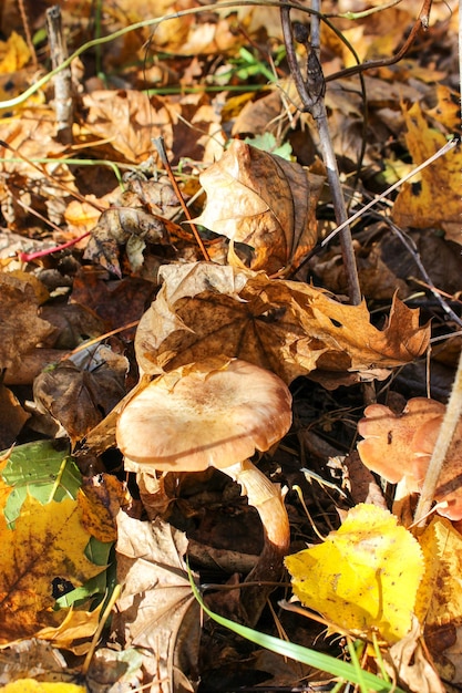 Funghi di miele d'autunno nella foresta