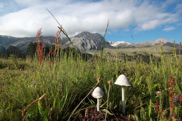 Funghi di montagna e bianchi