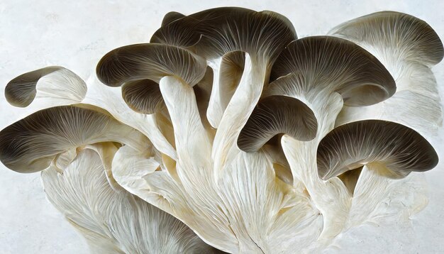 Funghi di ostrica su un cibo sfondo bianco