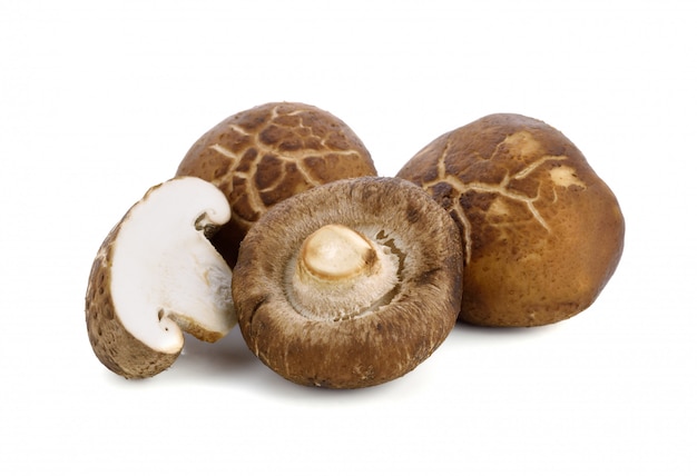 Funghi di shiitake isolati su fondo bianco