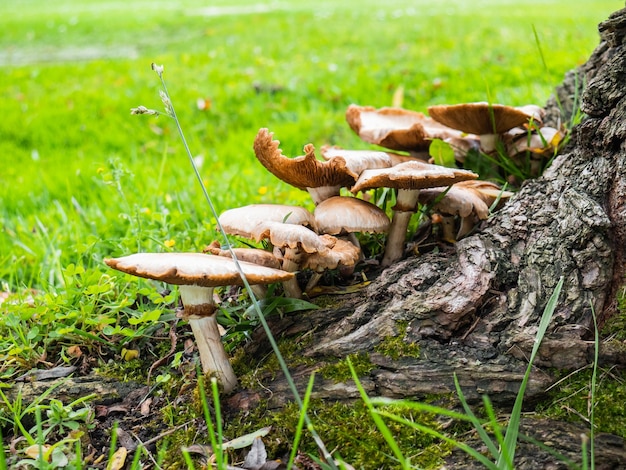 Funghi e champignon che crescono alla base di un tronco d'albero circondato da erba verde