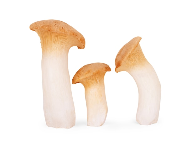 Funghi Eringi isolati su sfondo bianco