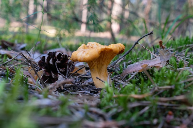 Funghi finferli e pigna in una radura del bosco
