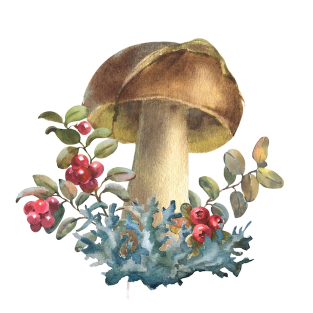 Funghi foresta boletus con muschio di erba e mirtilli rossi acquerello illustrazione disegnata a mano isolat