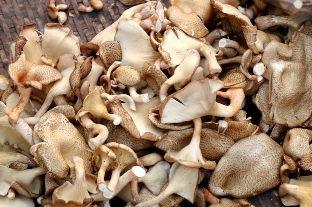 Funghi freschi al mercato