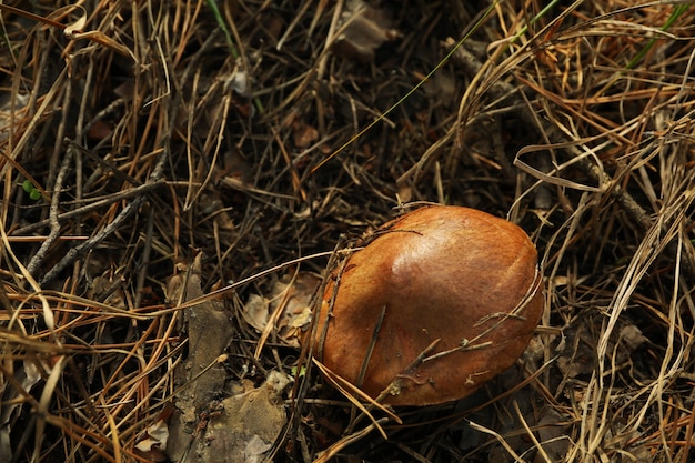 Funghi freschi della foresta nell'erba