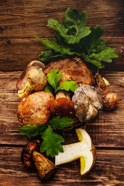 Funghi freschi di bosco. Porcini assortiti, porcini, russula, fard, foglie di quercia