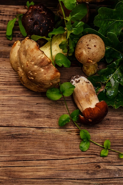 Funghi freschi di bosco. Porcini e porcini gourmet assortiti, foglie di quercia