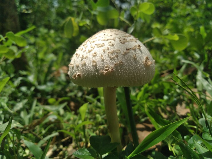 Funghi freschi e sani