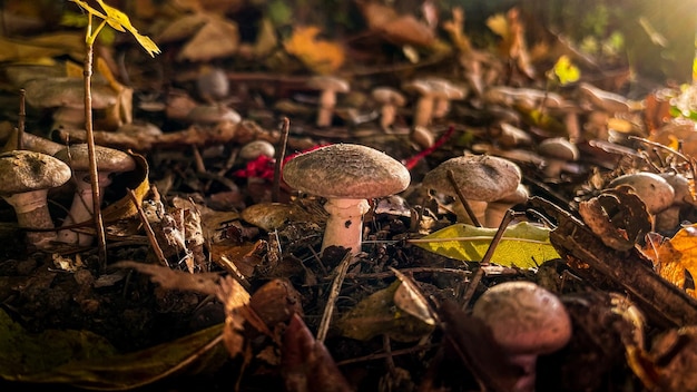 Funghi funghi foresta tramonto autunno autunno