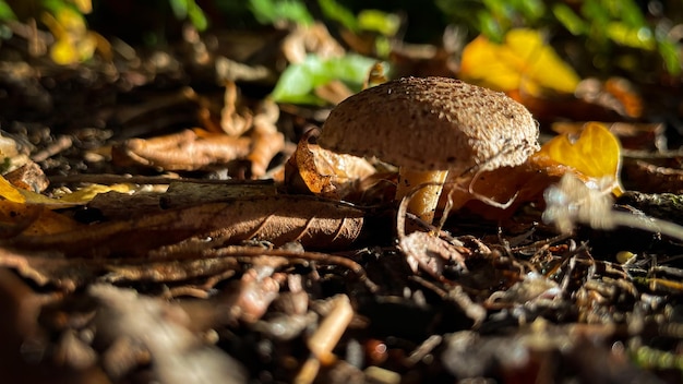 Funghi funghi macro sfondo autunno