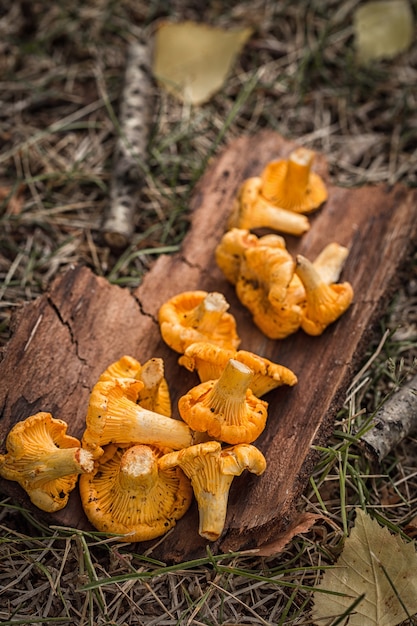 Funghi gallinacci gialli su fondo di legno