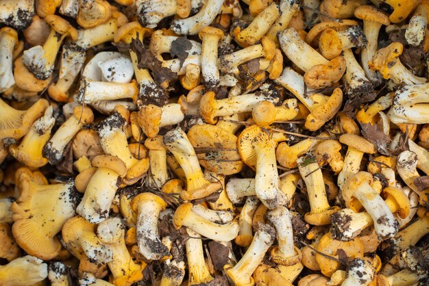 Funghi gallinacci raccolti nel cestino