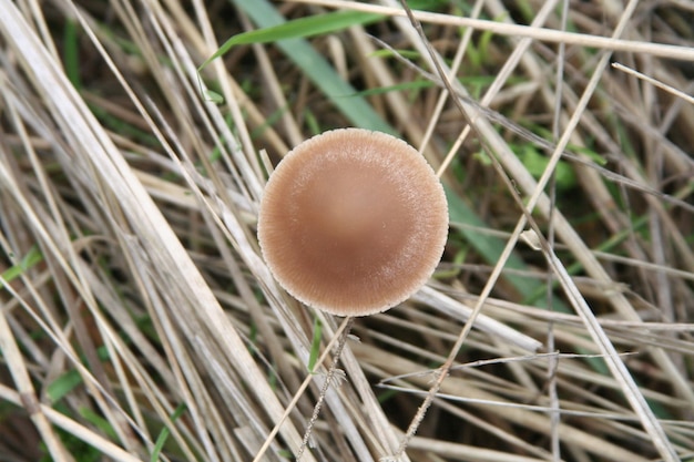 Funghi in paglia