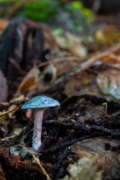 Funghi in un bosco di castagni.