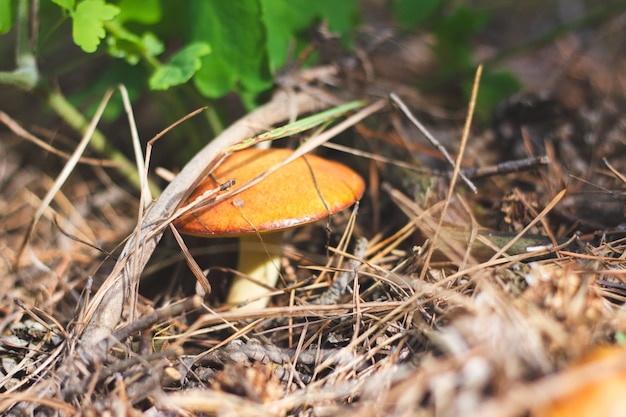 Funghi in un primo piano dell'abetaia.