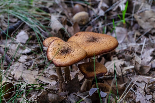 Funghi in una foresta autunnale