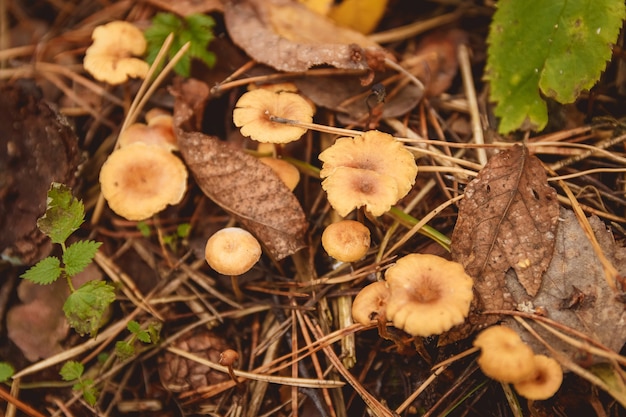 Funghi in una radura in una foresta di funghi autunnali.