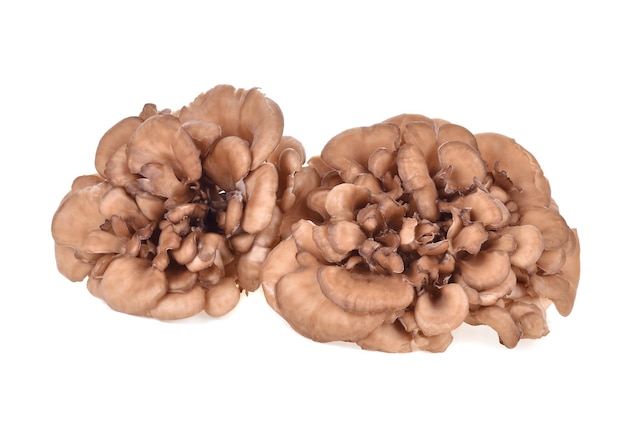 Funghi Maitake isolati su superficie bianca