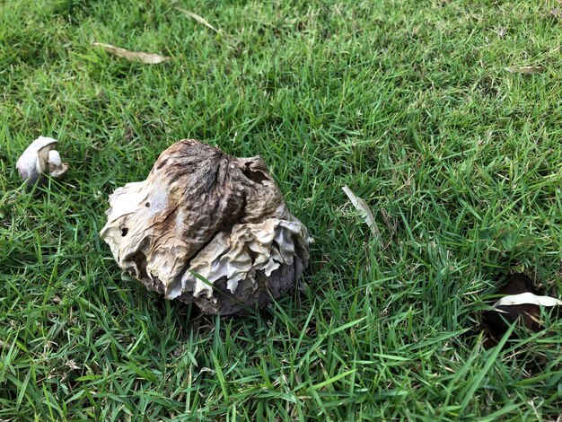 Funghi marroni sull'erba