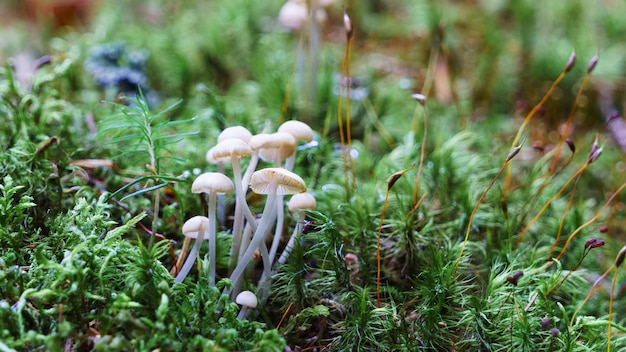 Funghi Mycena su erba e muschio