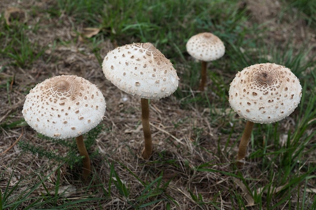 funghi nel bosco. Set di funghi Macrolepiota procera