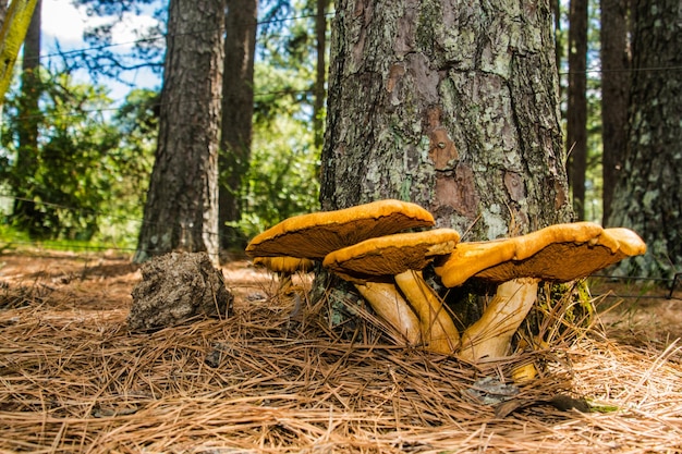 funghi nel bosco