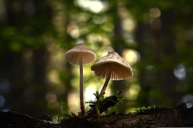 Funghi nel bosco