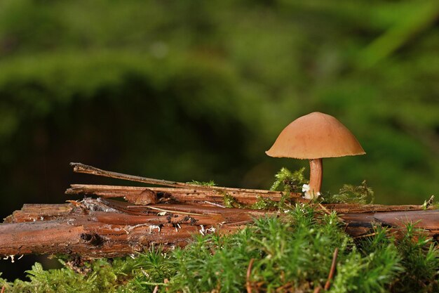 Funghi nel bosco