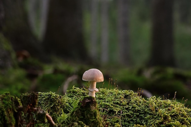 Funghi nel bosco