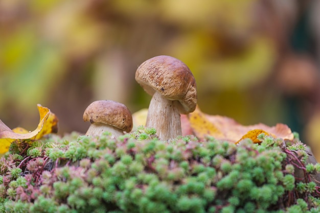 Funghi nella foresta d'autunno