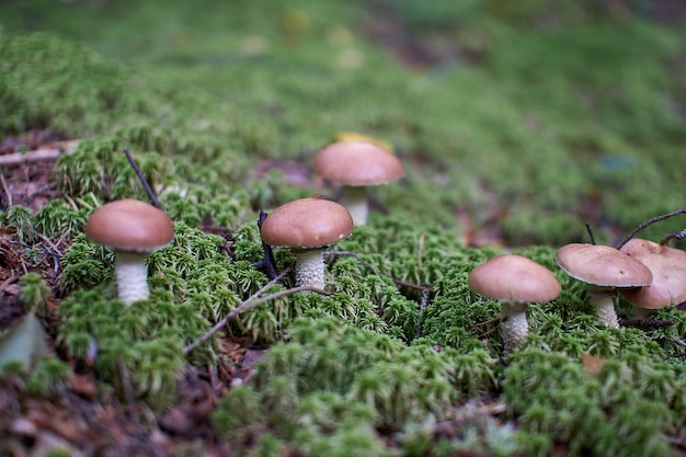 Funghi nella foresta di autunno che cresce nel muschio