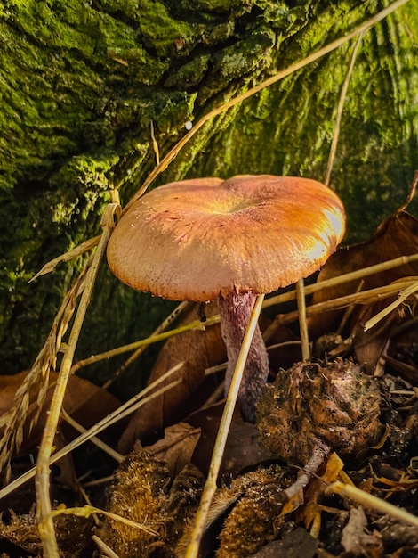 Funghi nella foresta su uno sfondo di muschio e foglie cadute