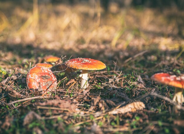 Funghi nella foresta