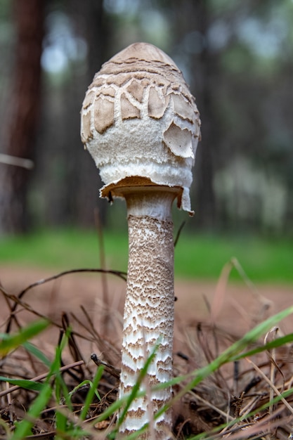 Funghi nella foresta