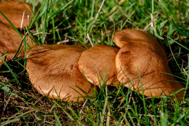 funghi nella foresta