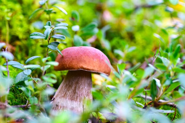 Funghi nella foresta