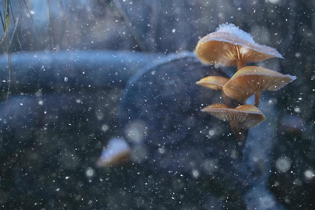 funghi nella neve, vista invernale, paesaggio nella foresta di dicembre
