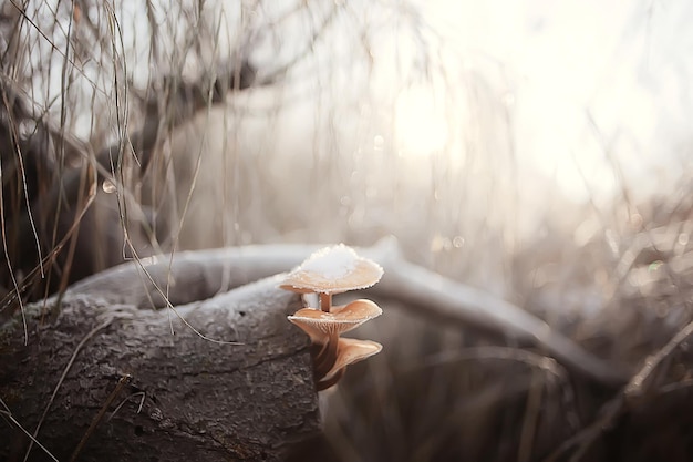 funghi nella neve, vista invernale, paesaggio nella foresta di dicembre