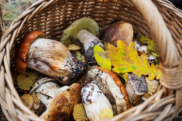 Funghi nella stagione autunnale